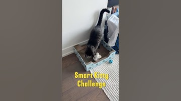 Kylie Tries a New Puzzle Feeder | #CatitPIXIMouse