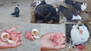 Video of Karbalai pigeons hatching from egg to baby