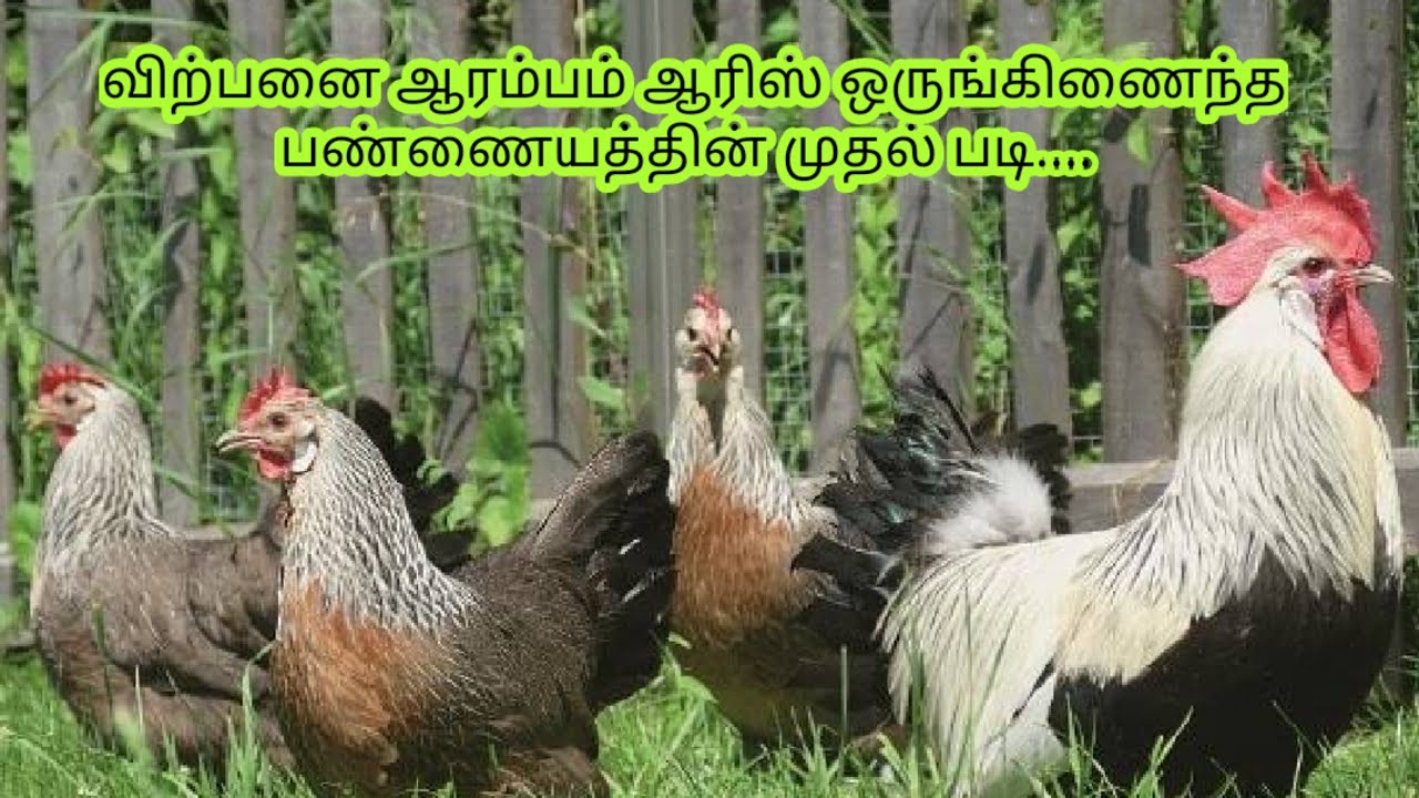 Фото Про Кур