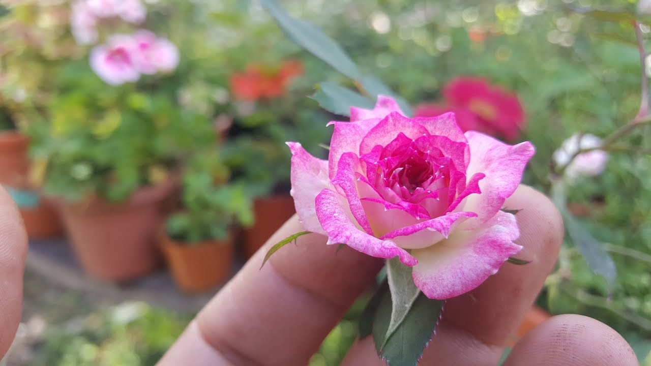 роза чайно-гибридная ривьера. энциклопедия роз видео. роза riviera флорибунда. розенфасцинейшен роза. роза супер хироу.