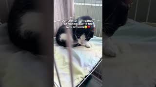 Every donation matters🥺💔 #shelter #cat #community #kitten
