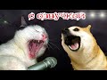 ПРИКОЛЫ С КОТАМИ! СМЕШНЫЕ ЖИВОТНЫЕ  - с озвучкой! Смешные коты и собаки!