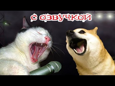 ПРИКОЛЫ С КОТАМИ! СМЕШНЫЕ ЖИВОТНЫЕ - с озвучкой! Смешные коты и собаки!