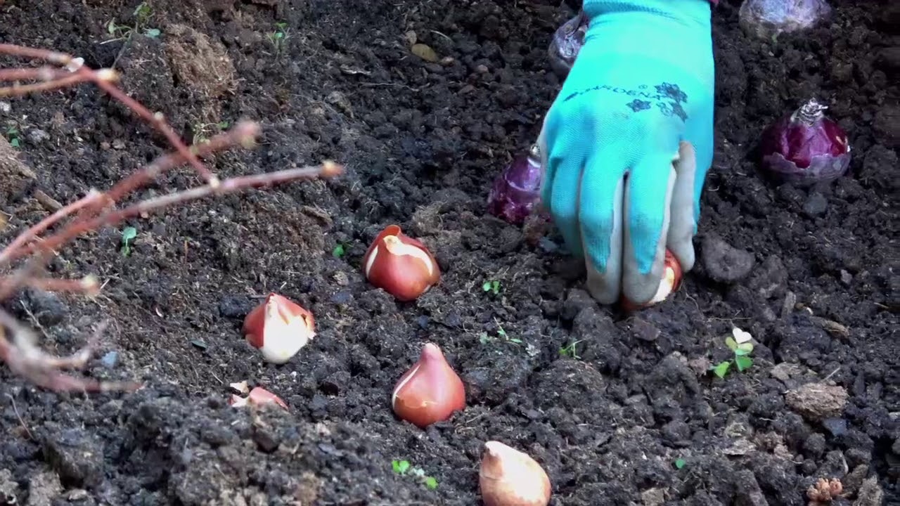 UMN Extension Planting Spring Bulbs It's Easy! Herbal Plant Power