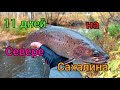 / 11 ДНЕЙ НА СЕВЕРЕ САХАЛИНА / ЛОВЛЯ ЛЕНКА И ХАРИУСА / Сахалинская рыбалка & Sakhalin fishing