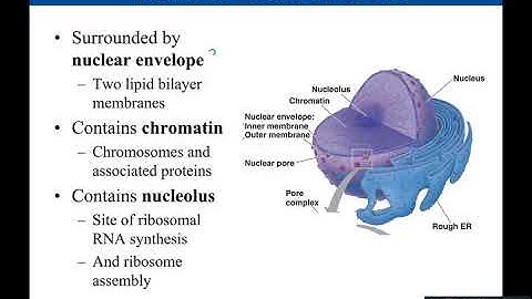 Chapter 4: Eukaryotic Cells