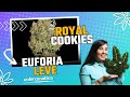 STRAIN REVIEW: ROYAL COOKIES l Enfercanabica