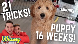 21 TRICKS BY 16 WEEK OLD PUPPY! | F1 MINI GOLDENDOODLE