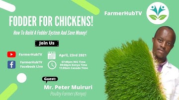 Fodder For Chickens! (How To Build A Fodder System And Save Money!)