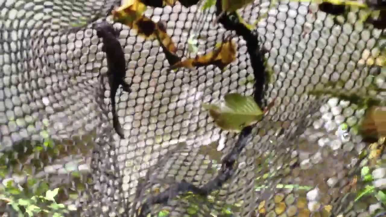 japanese pancake Pond full of fire belly newts :0 in Japan!