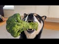 broccoli (edible green plant rich of vitamin c and vitamin k)