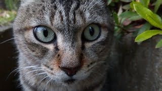 目の前のカメラが何なのか理解できないキジトラ野良猫