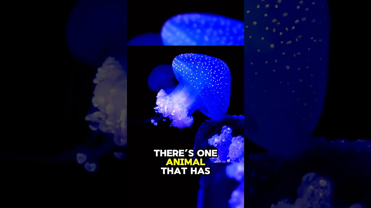 Which animal has natural antifreeze in its blood? 