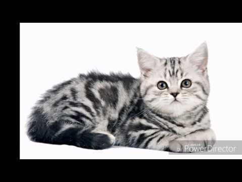 коты КЛИП КЛАСС