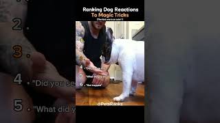 Ranking Dog Reaction To Magic Tricks 🐕🎭 (You Won’t Believe No.1) #shorts