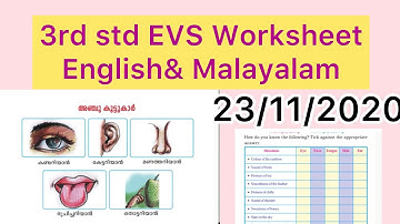 3rd std Evs worksheet  English & Malayalam 23/112020