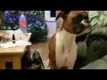 Boxer dog throws a random Tantrum?