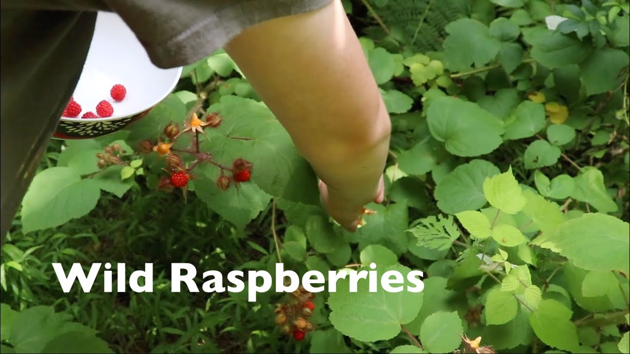 Harvesting WILD RASPBERRIES From The WOODS! - YouTube
