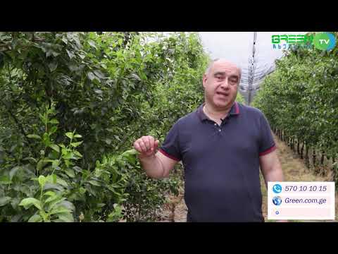 GREEN TV chkhenkeli  - აბატი ფეტელი, კაიზერი