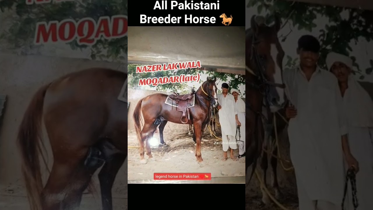 Top 10 Beautiful Horse in Pakistan/ All breeder Horse in Pakistan/