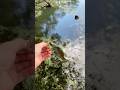 Micro bass fishing #fish #fishing #bass #microfishing