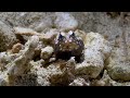 Tiny Jawfish at Work | Okinawa Macro Dive (Sound On)