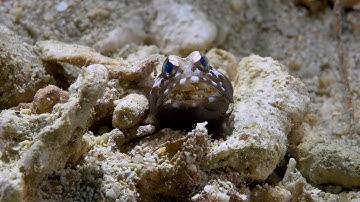 Tiny Jawfish at Work | #Okinawa #Macro #Underwater (sound on!)