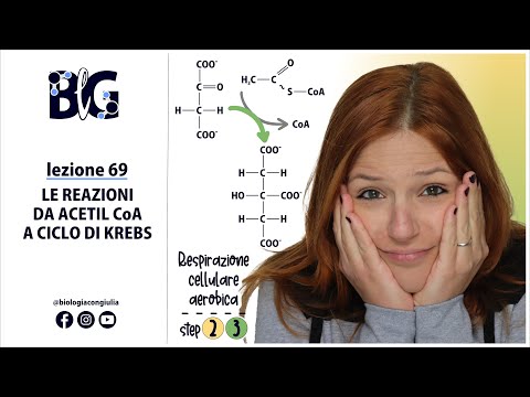 Video: Perché l'acetilcoa non è un precursore gluconeogenico?