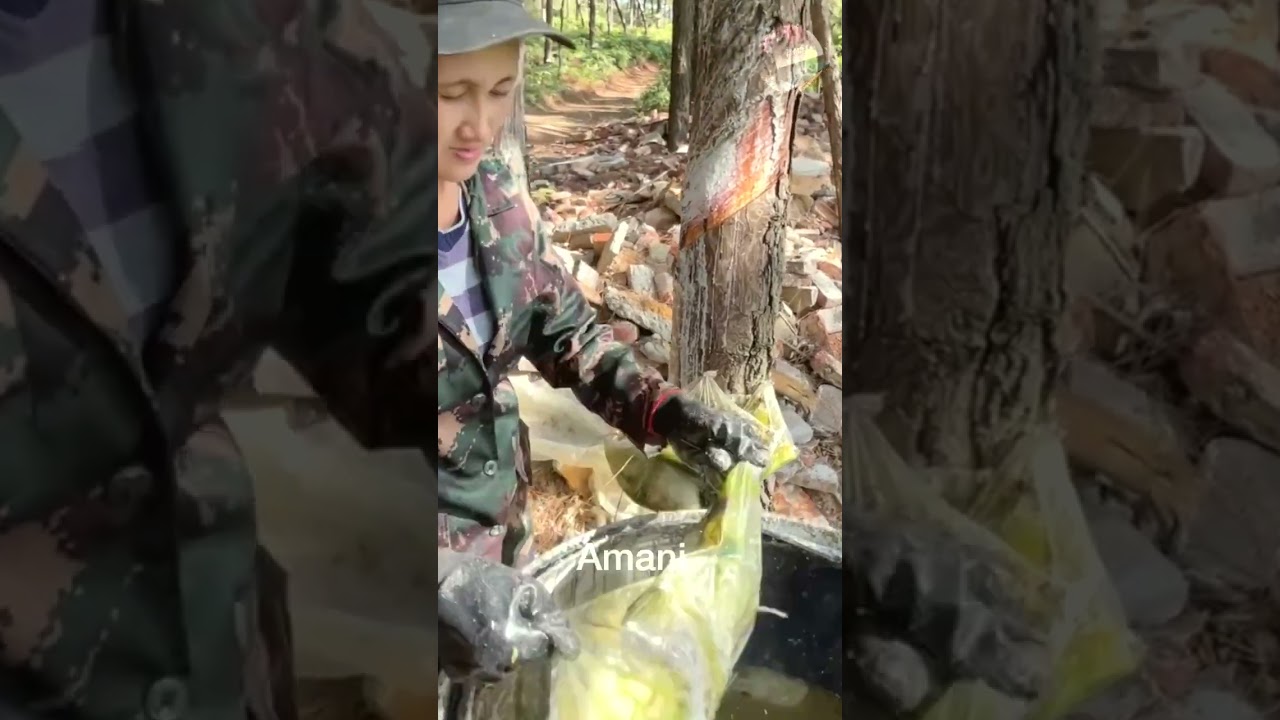 Rosin collection process 