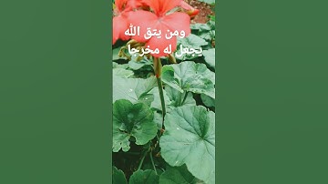 القرآن الكريم/بصوت الحاج عامر الكاظمي/اللهم صل وسلم على نبينا محمد