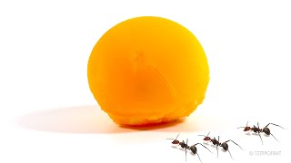 Timelapse Ants Vs Egg Yolk