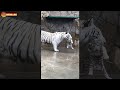 CUBS rare WHITE tigers  #shorts Тигрята редких БЕЛЫХ тигров