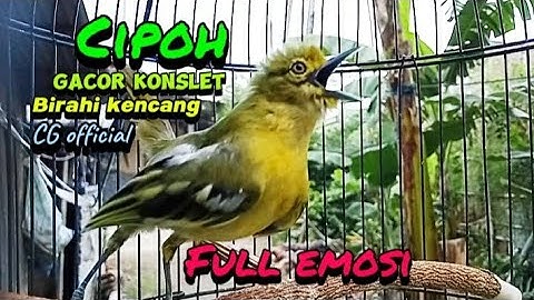 Suara sirtu gacor ful tembakan,bikin gacor dan emosi semua lawan#sirtugacor@cipowgacorofficial7418