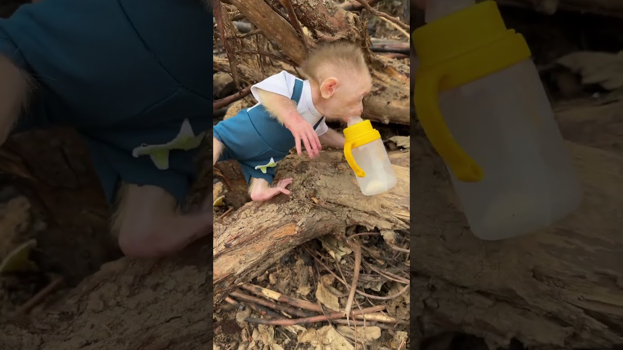 Monkey Lisa.so cute❤❤