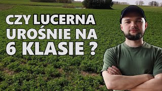 LUCERNA Z PSZENŻYTEM - SOLO CZY W MIESZANCE ?