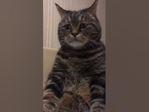 Очень грустный кот - YouTube