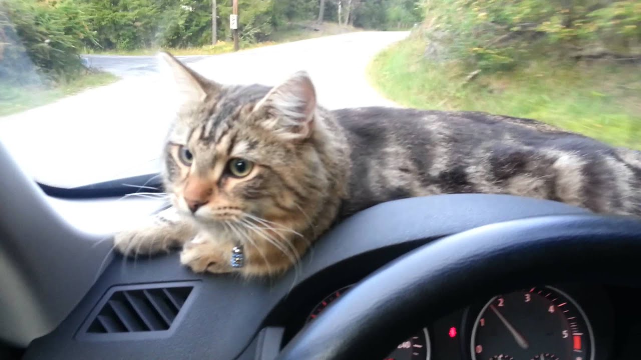 Cat Enjoying a Car Ride - YouTube