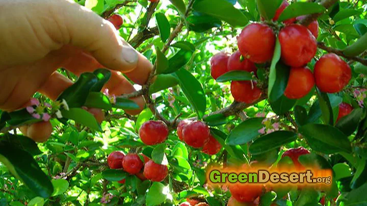 5 fruit trees that will have you eating for the whole year! - DayDayNews