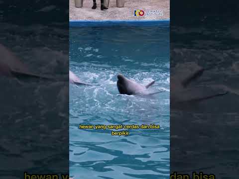 Video: Apakah lumba-lumba takut pada manusia?