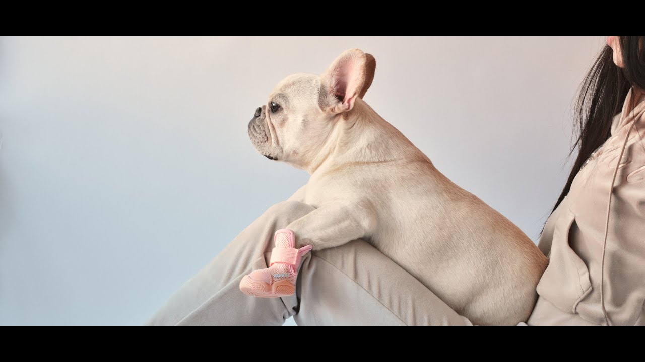 RIFRUF: The Sneaker Your Dog Deserves