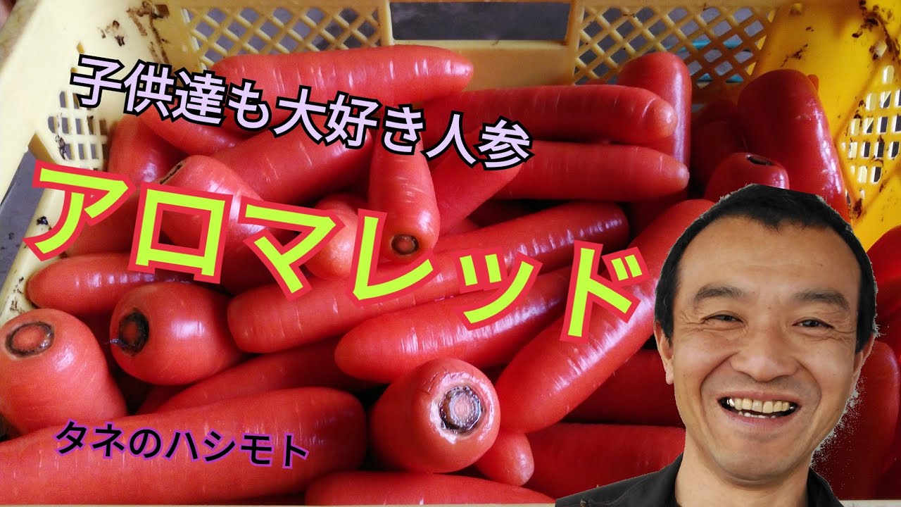 ビックリ！ 子供も食べれる人参 アロマレッド タネのハシモト - YouTube