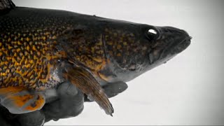 Winter Walleyes in Weeds