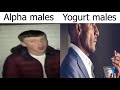Average yogurt male