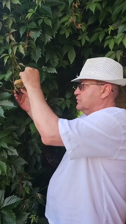 Кукла вуду — Википедия