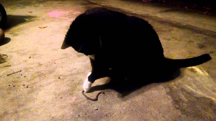 Fatso and worm