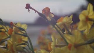 Keindahan Sakura Di Higashi Okazaki