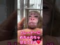 赤ちゃん猿、だいくんの甘え