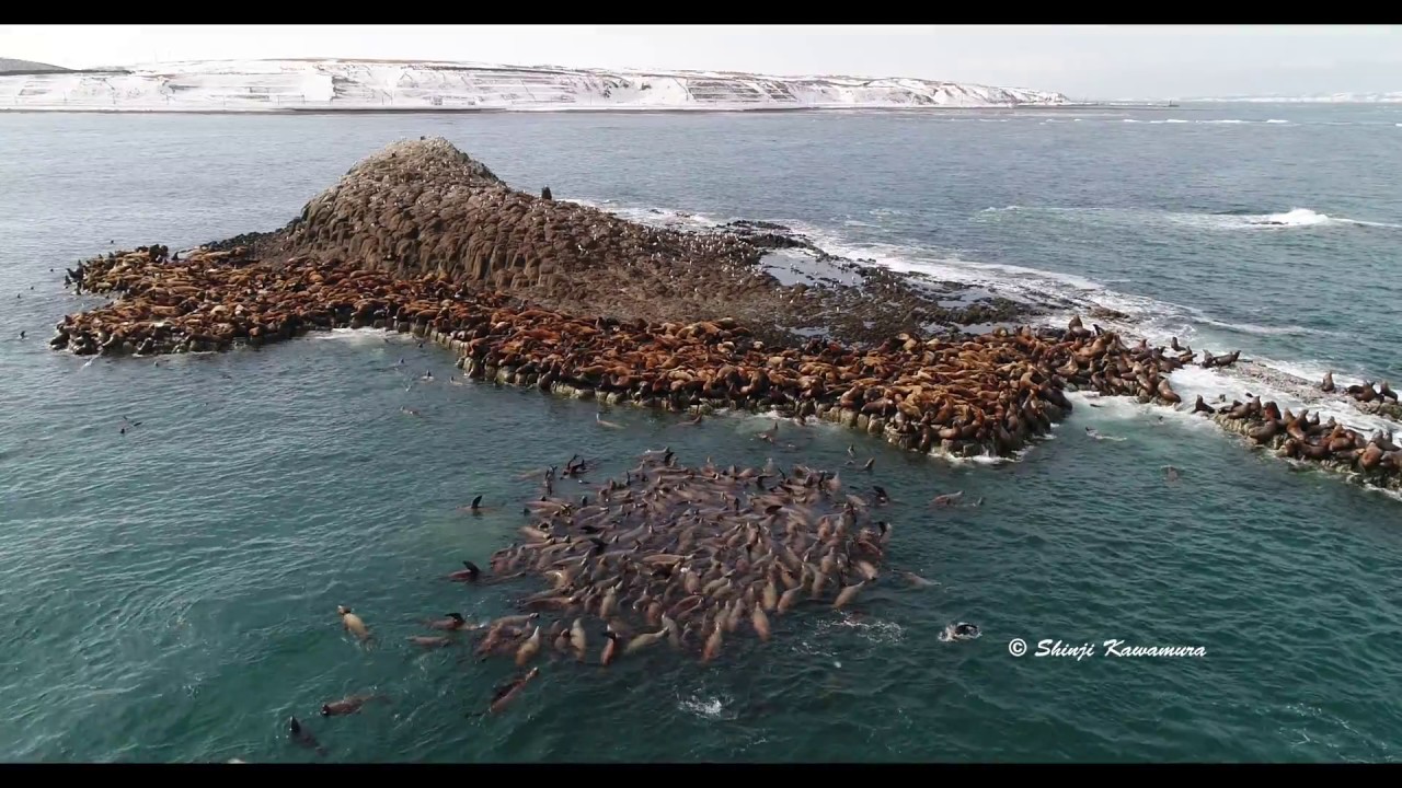 最北の地トド大集結で凄い光景 北海道宗谷岬 弁天島 Youtube