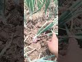 Onion Farming and Maturity indices #onionfarming
