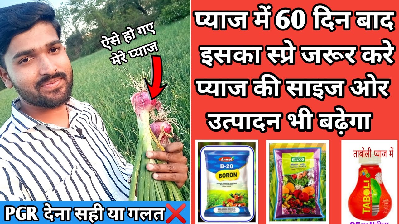 प्याज में 60 दिन बाद इसका करे स्प्रे💦 onion farming in hindi कैल्शियम नाइट्रेट, बोरॉन बहुत जरूरी